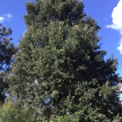 Syncarpia glomulifera subsp. glomulifera (Turpentine) at Conjola, NSW - 26 Aug 2018 by Margieras