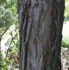 Syncarpia glomulifera subsp. glomulifera at Conjola, NSW - 26 Aug 2018 01:26 PM