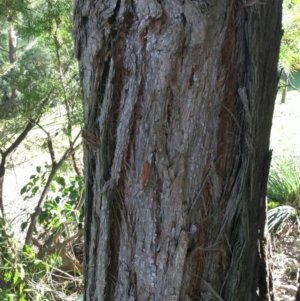Syncarpia glomulifera subsp. glomulifera at Conjola, NSW - 26 Aug 2018 01:26 PM