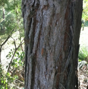 Syncarpia glomulifera subsp. glomulifera at Conjola, NSW - 26 Aug 2018