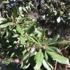 Syncarpia glomulifera subsp. glomulifera at Conjola, NSW - 26 Aug 2018