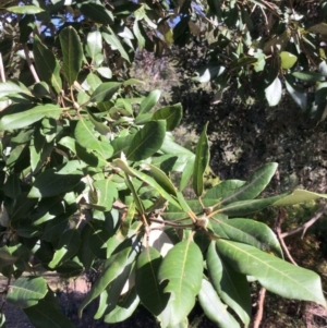 Syncarpia glomulifera subsp. glomulifera at Conjola, NSW - 26 Aug 2018