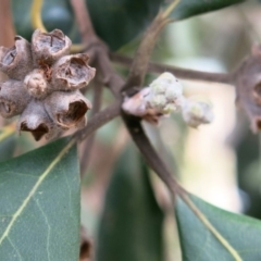 Syncarpia glomulifera subsp. glomulifera at Conjola, NSW - 26 Aug 2018