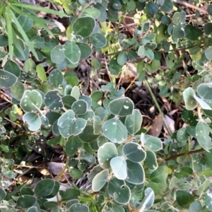 Correa alba var. alba at Conjola, NSW - 29 Jul 2018