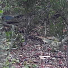 Ptilonorhynchus violaceus (Satin Bowerbird) at Macarthur, ACT - 29 Jul 2018 by RodDeb