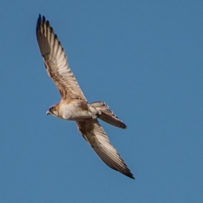 Falco berigora (Brown Falcon) at Tidbinbilla Nature Reserve - 29 Jul 2018 by SWishart