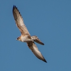 Falco berigora (Brown Falcon) at Tharwa, ACT - 29 Jul 2018 by SWishart