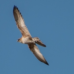 Falco berigora at Tharwa, ACT - 29 Jul 2018