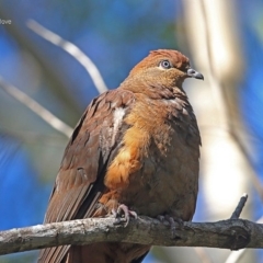 Macropygia phasianella (Brown Cuckoo-dove) at Ulladulla, NSW - 23 Jul 2014 by CharlesDove