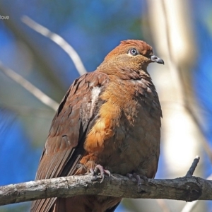 Macropygia phasianella at Ulladulla, NSW - 23 Jul 2014