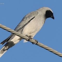 Coracina novaehollandiae (Black-faced Cuckooshrike) at Ulladulla, NSW - 23 Jul 2014 by CharlesDove