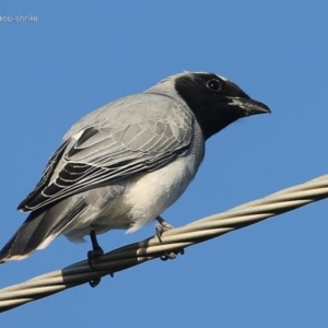 Coracina novaehollandiae at Ulladulla, NSW - 23 Jul 2014