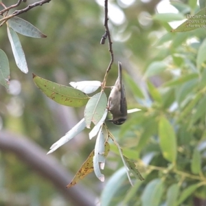 Melithreptus brevirostris at Ulladulla, NSW - 25 Jul 2014