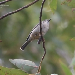 Melithreptus brevirostris at Ulladulla, NSW - 25 Jul 2014 12:00 AM