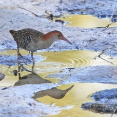 Lewinia pectoralis (Lewin's Rail) at Burrill Lake, NSW - 25 Jul 2014 by CharlesDove