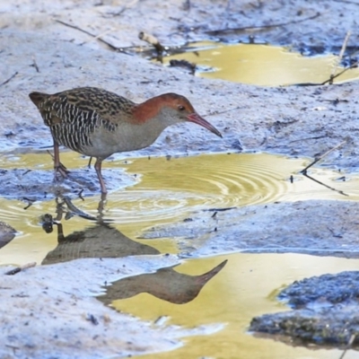 Lewinia pectoralis (Lewin's Rail) at Burrill Lake, NSW - 25 Jul 2014 by Charles Dove