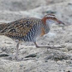 Gallirallus philippensis (Buff-banded Rail) at Burrill Lake, NSW - 25 Jul 2014 by CharlesDove