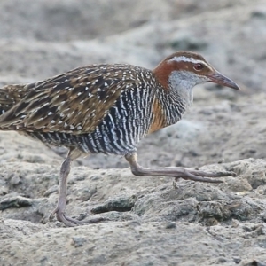 Gallirallus philippensis at Burrill Lake, NSW - 25 Jul 2014 12:00 AM