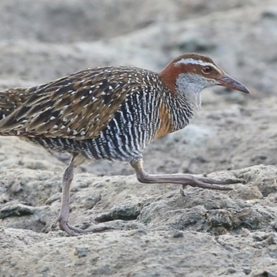 Gallirallus philippensis (Buff-banded Rail) at Burrill Lake, NSW - 24 Jul 2014 by Charles Dove