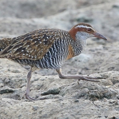 Gallirallus philippensis (Buff-banded Rail) at Wairo Beach and Dolphin Point - 24 Jul 2014 by Charles Dove