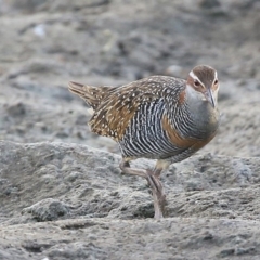 Gallirallus philippensis at Burrill Lake, NSW - 25 Jul 2014