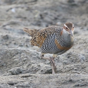 Gallirallus philippensis at Burrill Lake, NSW - 25 Jul 2014 12:00 AM