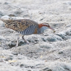 Gallirallus philippensis at Burrill Lake, NSW - 25 Jul 2014