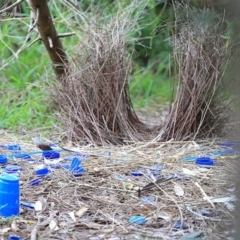 Ptilonorhynchus violaceus (Satin Bowerbird) at Wairo Beach and Dolphin Point - 26 Jul 2014 by Charles Dove