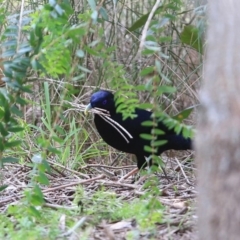 Ptilonorhynchus violaceus at Burrill Lake, NSW - 27 Jul 2014