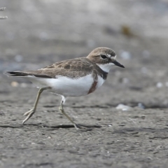 Anarhynchus bicinctus (Double-banded Plover) at South Pacific Heathland Reserve - 23 Jul 2014 by Charles Dove
