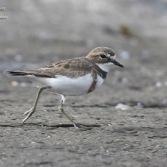 Anarhynchus bicinctus (Double-banded Plover) at South Pacific Heathland Reserve - 24 Jul 2014 by CharlesDove