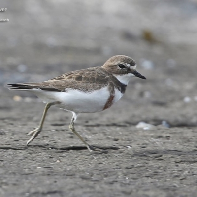Anarhynchus bicinctus (Double-banded Plover) at South Pacific Heathland Reserve - 23 Jul 2014 by Charles Dove