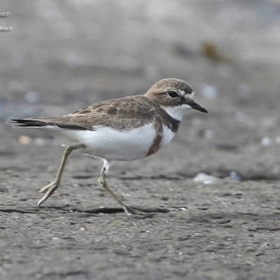 Anarhynchus bicinctus (Double-banded Plover) at South Pacific Heathland Reserve - 24 Jul 2014 by CharlesDove