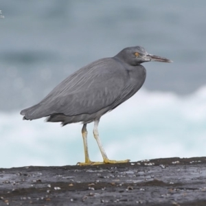 Egretta sacra at South Pacific Heathland Reserve - 24 Jul 2014