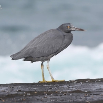 Egretta sacra (Eastern Reef Egret) at South Pacific Heathland Reserve - 23 Jul 2014 by Charles Dove