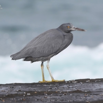 Egretta sacra (Eastern Reef Egret) at South Pacific Heathland Reserve - 24 Jul 2014 by CharlesDove