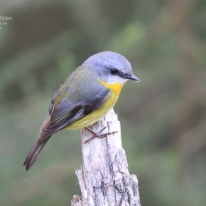 Eopsaltria australis at Ulladulla, NSW - 25 Jul 2014