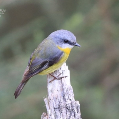 Eopsaltria australis (Eastern Yellow Robin) at Ulladulla, NSW - 24 Jul 2014 by Charles Dove