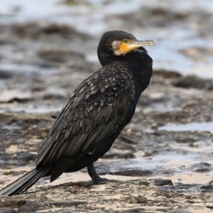 Phalacrocorax carbo at South Pacific Heathland Reserve - 24 Jul 2014