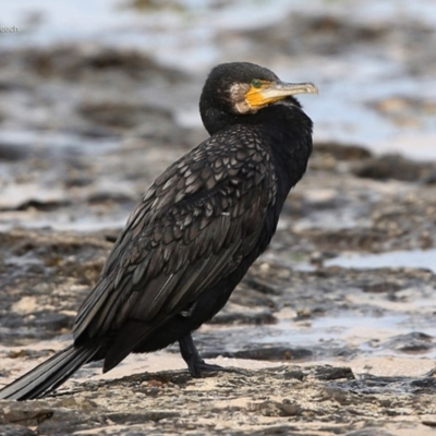 Phalacrocorax carbo (Great Cormorant) at South Pacific Heathland Reserve - 23 Jul 2014 by Charles Dove