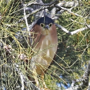 Nycticorax caledonicus at Burrill Lake, NSW - 23 Jul 2014