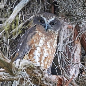 Ninox boobook at South Pacific Heathland Reserve - 24 Jul 2014