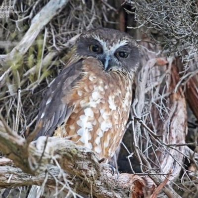 Ninox boobook (Southern Boobook) at South Pacific Heathland Reserve - 24 Jul 2014 by CharlesDove