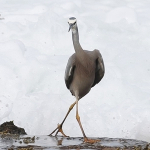 Egretta novaehollandiae at South Pacific Heathland Reserve - 23 Jul 2014