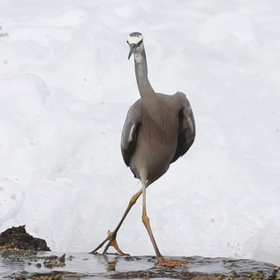 Egretta novaehollandiae (White-faced Heron) at South Pacific Heathland Reserve - 23 Jul 2014 by CharlesDove