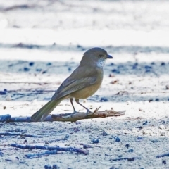 Pachycephala olivacea (Olive Whistler) at Morton National Park - 18 Jul 2014 by CharlesDove