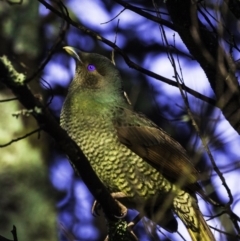 Ptilonorhynchus violaceus (Satin Bowerbird) at Yarralumla, ACT - 29 Jul 2018 by JonSteinbeck