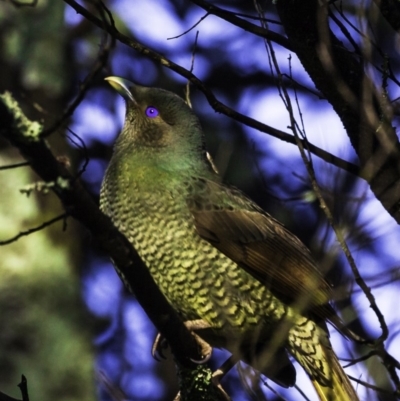 Ptilonorhynchus violaceus (Satin Bowerbird) at Yarralumla, ACT - 29 Jul 2018 by JonSteinbeck
