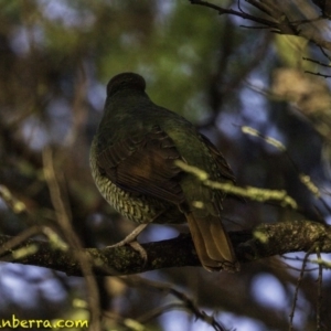 Ptilonorhynchus violaceus at Yarralumla, ACT - 29 Jul 2018