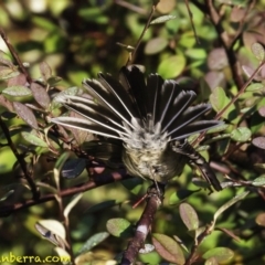 Rhipidura albiscapa (Grey Fantail) at Yarralumla, ACT - 28 Jul 2018 by BIrdsinCanberra